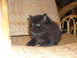 Baby Kitten For Sale!!!!!!!! - Persian + Oriental Long Hair Cat