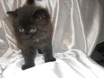 Baby Kitten For Sale!!!!!!!! - Persian + Oriental Long Hair Cat