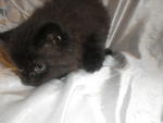 Baby Kitten For Sale!!!!!!!! - Persian + Oriental Long Hair Cat