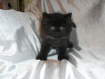 Baby Kitten For Sale!!!!!!!! - Persian + Oriental Long Hair Cat