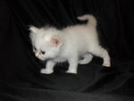 Baby Kitten For Sale!!!!!!!! - Persian + Oriental Long Hair Cat