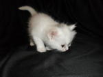 Baby Kitten For Sale!!!!!!!! - Persian + Oriental Long Hair Cat