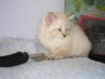 PF7156 - Domestic Long Hair Cat