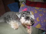 Gal Gal - Schnauzer Dog