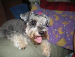 Gal Gal - Schnauzer Dog