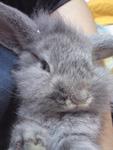 Chester - Holland Lop Rabbit