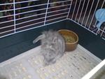 Chester - Holland Lop Rabbit