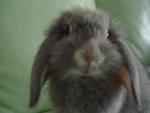 Chester - Holland Lop Rabbit