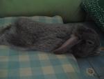 Chester - Holland Lop Rabbit