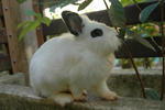 Lola - Angora Rabbit + Hotot Rabbit