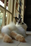 Lola - Angora Rabbit + Hotot Rabbit