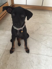 Blackie - Mixed Breed Dog