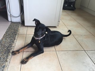 Blackie - Mixed Breed Dog