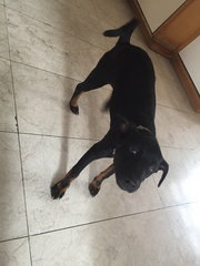 Blackie - Mixed Breed Dog