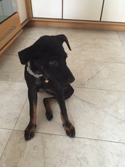 Blackie - Mixed Breed Dog