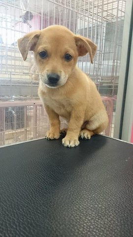 Corgi - Mixed Breed Dog