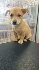 Corgi - Mixed Breed Dog