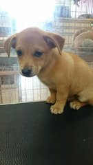 Corgi - Mixed Breed Dog