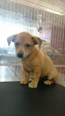 Corgi - Mixed Breed Dog