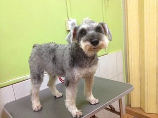 Prince - Schnauzer Dog