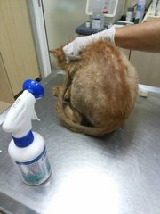 Getting his flea prevention spray (all skin and bones).