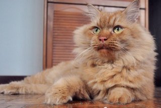 ✦❖ ..kohi-noor.. ❖✦ - Siberian + Persian Cat