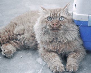 ✦❖ ..kohi-noor.. ❖✦ - Siberian + Persian Cat