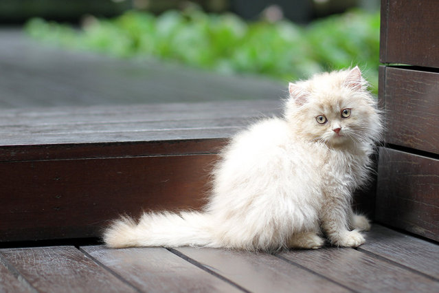 Shina - Persian Cat
