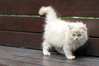 Shina - Persian Cat