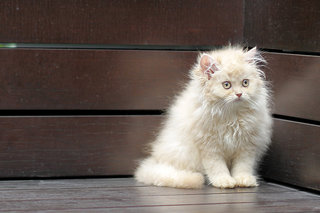 Shina - Persian Cat