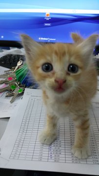 Tiger - Domestic Short Hair + Domestic Long Hair Cat