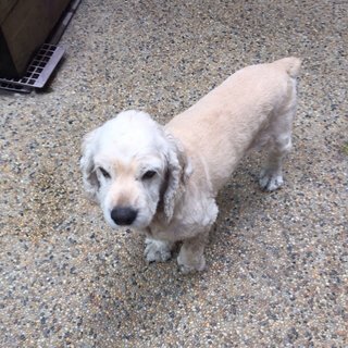 Korgi - Cocker Spaniel Dog