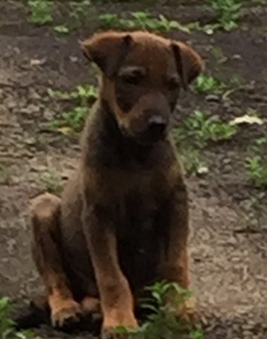 Dusty - Belgian Shepherd Dog Sheepdog Mix Dog