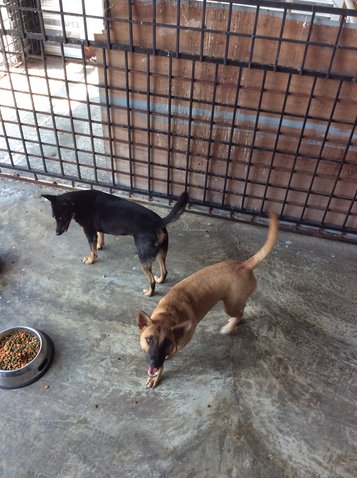 Black Brown - Mixed Breed Dog