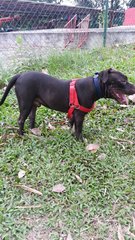 American Staffordshire Terrier - American Staffordshire Terrier Dog