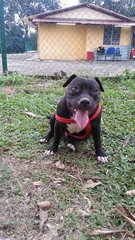 American Staffordshire Terrier - American Staffordshire Terrier Dog