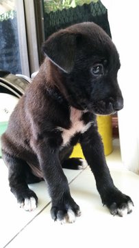 Blackie - Mixed Breed Dog