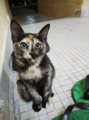 PF71083 - Tortoiseshell Cat