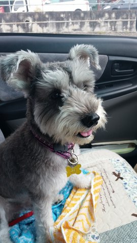 Jasper - Schnauzer Dog