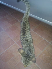 Spine - Tabby Cat