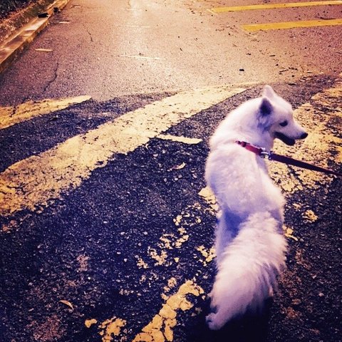 Very Rare Full White Wooly Husky  - Husky Dog