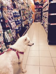 Shopping in pet shop