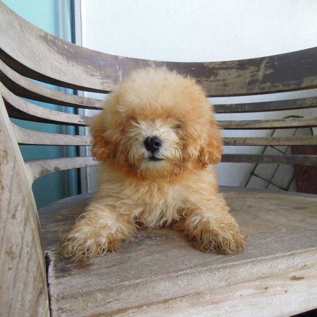 Toy Poodle - Poodle Dog