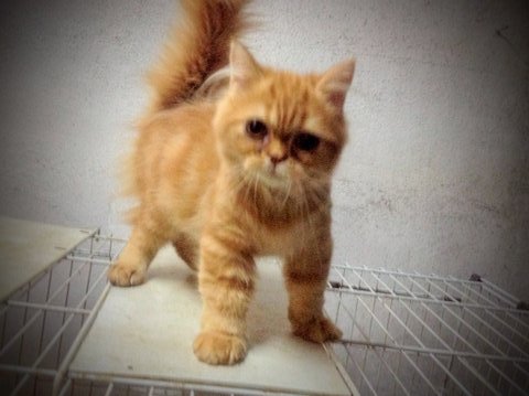 Kitten Male 8 Month - Exotic Shorthair + Persian Cat