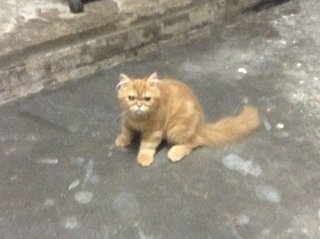 Kitten Male 8 Month - Exotic Shorthair + Persian Cat