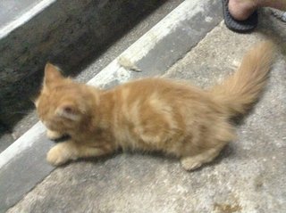 Kitten Male 8 Month - Exotic Shorthair + Persian Cat