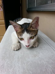 My Name Is ??? Tiramisu - Domestic Short Hair Cat