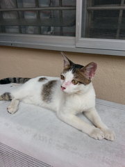 My Name Is ??? Tiramisu - Domestic Short Hair Cat