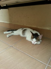 My Name Is ??? Tiramisu - Domestic Short Hair Cat