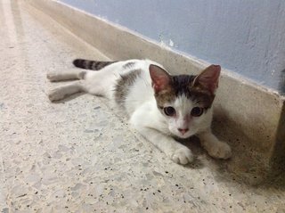 My Name Is ??? Tiramisu - Domestic Short Hair Cat